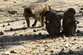 The macaques constitute a genus of gregarious Old World monkeys of the subfamily Cercopithecinae Royalty Free Stock Photo