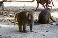 The macaques constitute a genus of gregarious Old World monkeys of the subfamily Cercopithecinae Royalty Free Stock Photo
