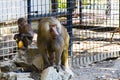 The macaques constitute a genus of gregarious Old World monkeys of the subfamily Cercopithecinae Royalty Free Stock Photo