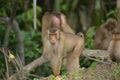 Macaques Beruk Royalty Free Stock Photo