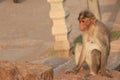 Macaque monkey near the temples in Badami Royalty Free Stock Photo