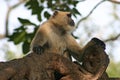 Macaque Monkey In Ranthambore NP