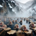 Macaques enjoying the warm waters at Jigokudani Park, Yudanaka, Nagano, Japan