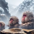 Macaques enjoying the warm waters at Jigokudani Park, Yudanaka, Nagano, Japan