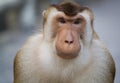 Macaques are familiar brown primates Royalty Free Stock Photo