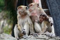 Macaques family at Batu Caves hindu temple. Gombak, Selangor. Malaysia Royalty Free Stock Photo