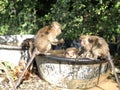 Macaques funny swim in a large basin in the jungle in the afternoon Royalty Free Stock Photo