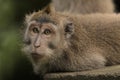 Macaques Monkey Royalty Free Stock Photo