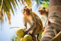 Macaques monkey with coconut in palm tree. Generative AI Royalty Free Stock Photo