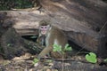 Macaques in Sigiriya, Sri Lanka Royalty Free Stock Photo