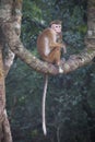 Macaques in Sigiriya, Sri Lanka Royalty Free Stock Photo