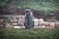 Macaques in Sigiriya, Sri Lanka Royalty Free Stock Photo