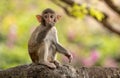 Macaques in nature. Macaques constitute a genus (Macaca) of gregarious monkeys Royalty Free Stock Photo