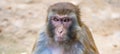 Front portrait of an old macaque Royalty Free Stock Photo
