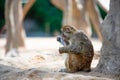 A monkey squatting under a tree is biting a plastic bottle with its mouth Royalty Free Stock Photo