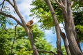 A macaque sits on a tall tree holding some leaves in its hand Royalty Free Stock Photo