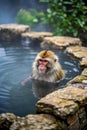 Macaques resting in a hot spring pool,Generative AI Royalty Free Stock Photo