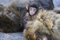 Macaques in the Rock of Gibraltar. British Territory Royalty Free Stock Photo