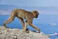 Macaques in the Rock of Gibraltar. British Territory Royalty Free Stock Photo