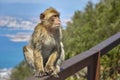 Macaques in the Rock of Gibraltar. British Territory Royalty Free Stock Photo