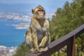 Macaques in the Rock of Gibraltar. British Territory Royalty Free Stock Photo