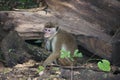 Macaques in Sigiriya, Sri Lanka Royalty Free Stock Photo