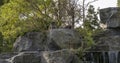 Macaques sitting on the rock