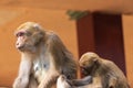 Macaques from Thailand in the Fish Cave Temple Royalty Free Stock Photo