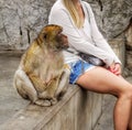 Macaques and Tourists, Gibraltar Rock