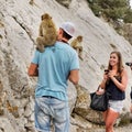 Macaques and Tourists, Gibraltar Rock