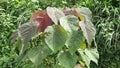 Macaranga grandifolia (Euphorbiaceae, nasturtium tree, parasol leaf tree, bingabing, Croton grandifolius)