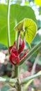 Macaranga sp. plant with unique red sepal with black dot