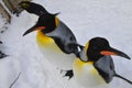Macaroni and King Penguins Royalty Free Stock Photo