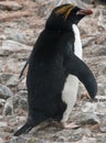 Macaroni penguin 5