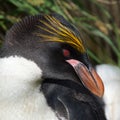 Macaroni Penguin Royalty Free Stock Photo