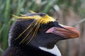Macaroni Penguin Close-Up Royalty Free Stock Photo