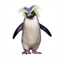 Macaroni Penguin Eudyptes chrysolophus Royalty Free Stock Photo