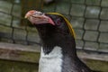 Macaroni Penguin Portrait Royalty Free Stock Photo