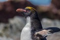 Macaroni penguin flaps wings to dry after exiting the sea