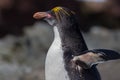 Macaroni Penguin portrait left