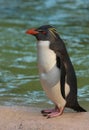 Macaroni penguin Royalty Free Stock Photo