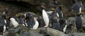 Macaroni Penguins Royalty Free Stock Photo