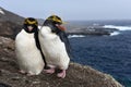 Macaroni penguins on Zavodovski Island Royalty Free Stock Photo