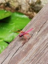 Macau Red Dragonfly Coloane Seac Pai Van Wetland Park Macao Insects Dragonflies Garden Green Nature Outdoors Waterlilies Pond Royalty Free Stock Photo