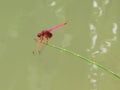 Macau Red Dragonflies Coloane Seac Pai Van Wetland Park Macao Insects Dragonfly Green Nature Outdoor Green Plants Chill Relax Rest
