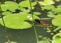 Macau Red Dragonfly Coloane Seac Pai Van Wetland Park Macao Insects Dragonflies Green Nature Outdoor Waterlilies Pond Royalty Free Stock Photo