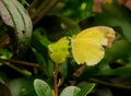 Macau Coloane Seac Pai Van Wetland Park Macao Insects Yellow Butterfly Green Nature Outdoor