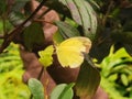 Macau Coloane Seac Pai Van Wetland Park Macao Insects Yellow Butterfly Green Nature Outdoor