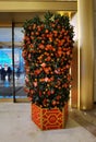 Macau Galaxy Resort Marriot Hotel Chinese New Year Red Flower Mandarin Oranges Cherry Blossom Red Packet Laisi Decoration