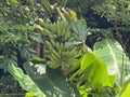 Macau Chinese Medicine Herb Park Banana Ecological Trail Garden of Medicinal and Aromatic Plants and South China Medicinal Plants